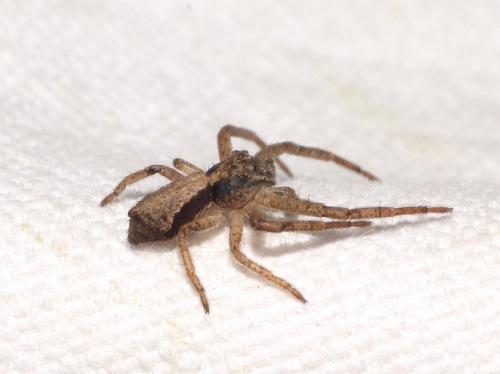 Réf. 277 837 : Tmarus sp.